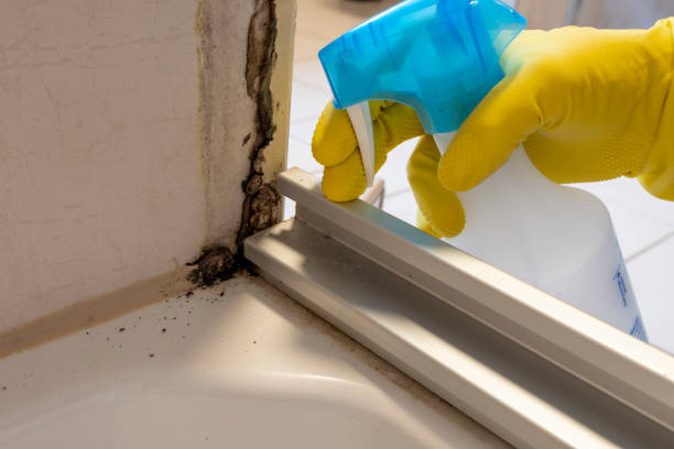 Best Asbestos and Lead Testing During Mold Inspection  in Goodyear, AZ